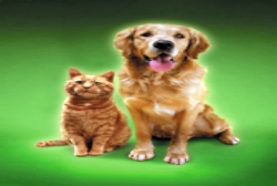 cat-and-dog-green