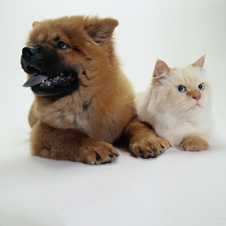 dog-and-cat-large